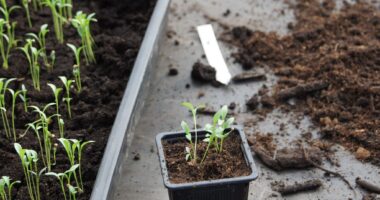 La montée en puissance de l’Observatoire de l’Agriculture Urbaine se poursuit !